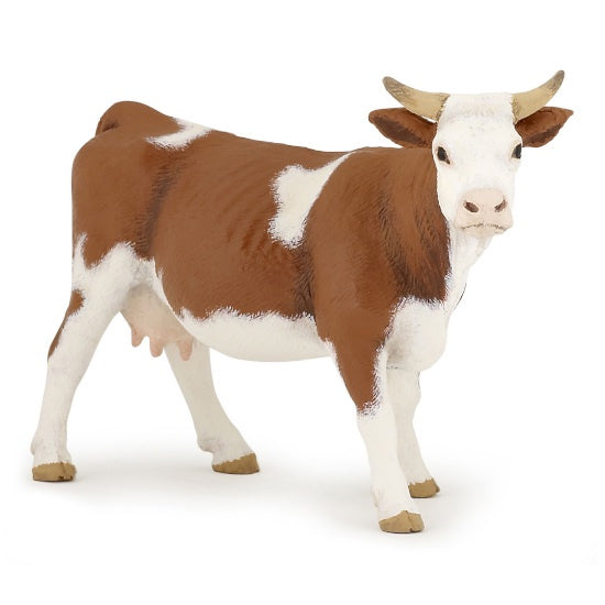 Simmental Cow