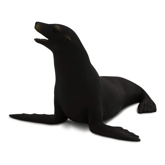 Californian Sea Lion