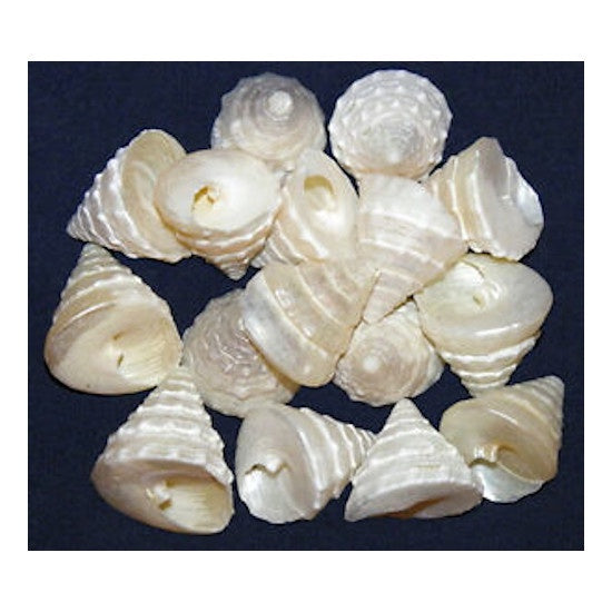 Pearled Trochus Trocha Craft Shells 3/4"-1" Seashells (10 Shells)