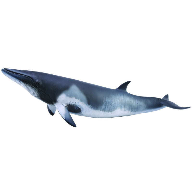 Minke Whale Figurine XL