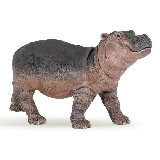 Hippopotamus Calf