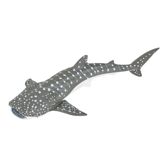 Young Whale Shark