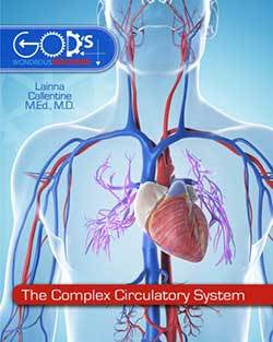 Bk:The Complex Circulatory System