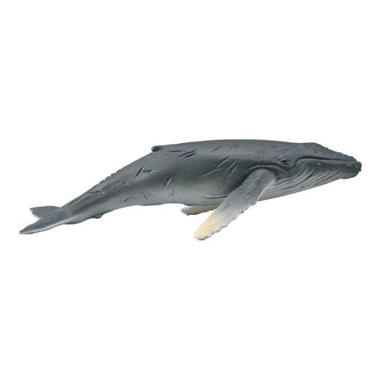 Humpback Whale Calf M