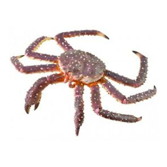 King Crab (XL)
