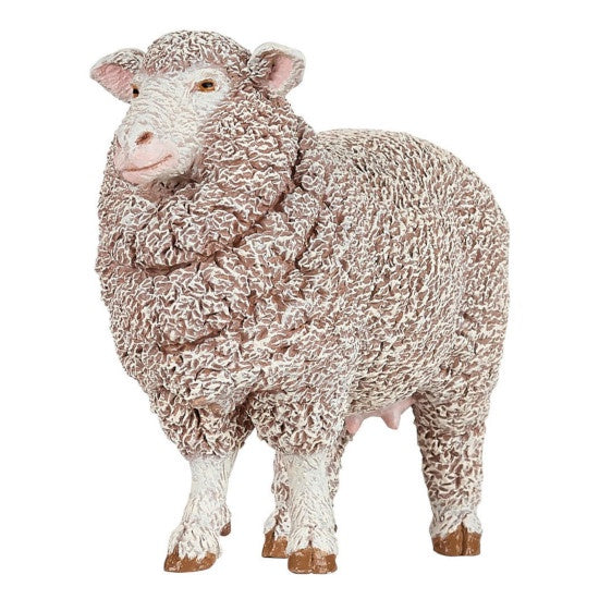 Merino Sheep - Ewe