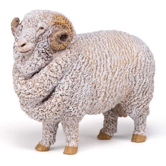 Merino Sheep - Ram